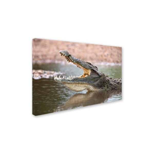 Robert Harding Picture Library 'Alligator' Canvas Art,16x24